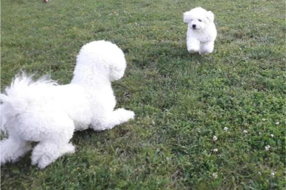 Ogłoszenie - Bichon Frisé Szczenięta. Zdjęcie 5