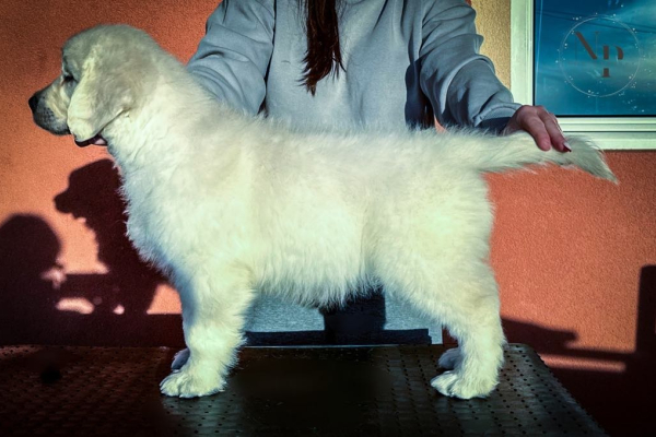 Ogłoszenie - Golden Retriever Piękne Szczenięta. Zdjęcie 5