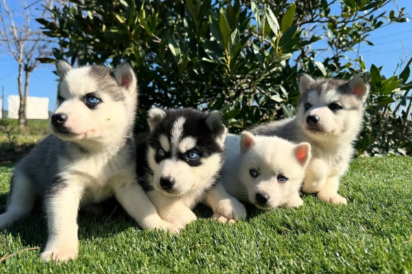 Ogłoszenie - syberian husky.. Zdjęcie 1