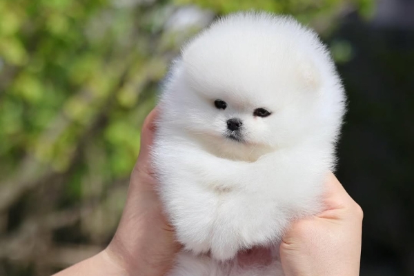 Ogłoszenie - Pomeranian Mini. Zdjęcie 1