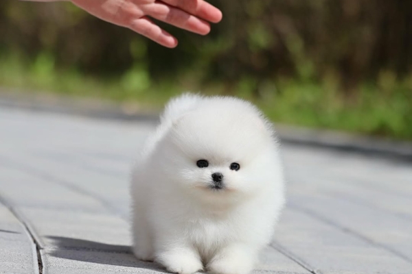 Ogłoszenie - Pomeranian Mini. Zdjęcie 2