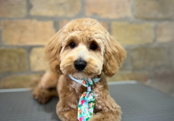 Ogłoszenie - Maltipoo – piękne szczenięta na sprzedaż. Zdjęcie 3