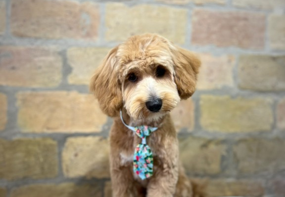 Ogłoszenie - Maltipoo – piękne szczenięta na sprzedaż. Zdjęcie 4
