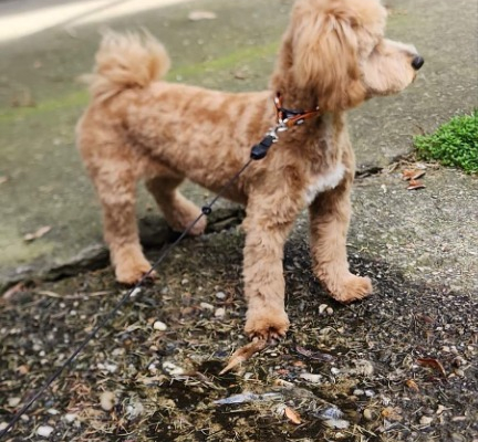 Ogłoszenie - Maltipoo – piękne szczenięta na sprzedaż. Zdjęcie 10