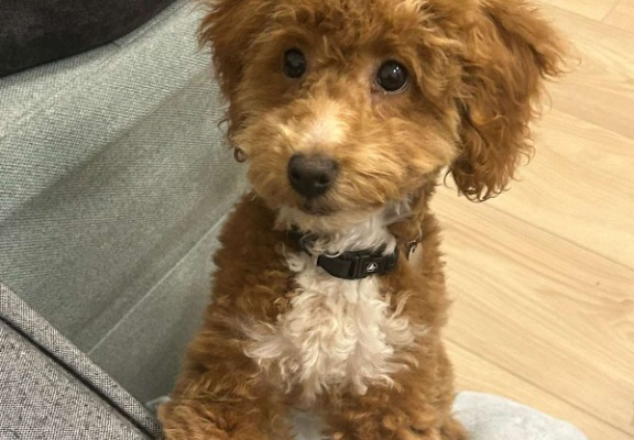 Ogłoszenie - Maltipoo – piękne szczenięta na sprzedaż. Zdjęcie 9