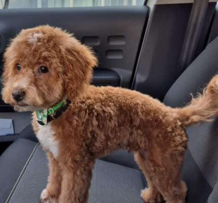 Ogłoszenie - Maltipoo – piękne szczenięta na sprzedaż. Zdjęcie 6