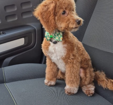 Ogłoszenie - Maltipoo – piękne szczenięta na sprzedaż. Zdjęcie 8