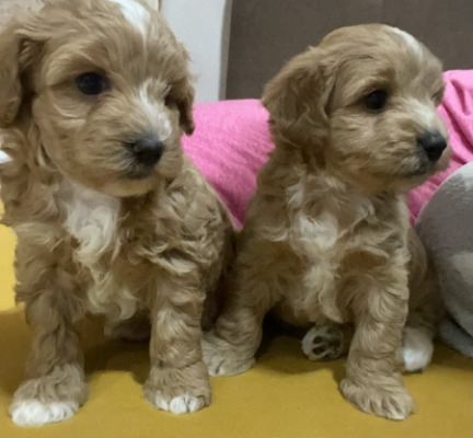 Ogłoszenie - Maltipoo – piękne szczenięta na sprzedaż. Zdjęcie 5