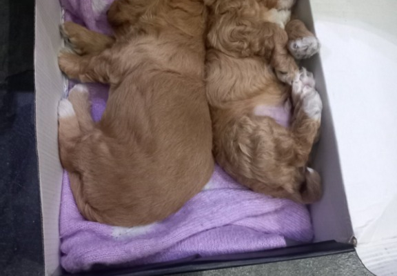 Ogłoszenie - Maltipoo – piękne szczenięta na sprzedaż. Zdjęcie 7