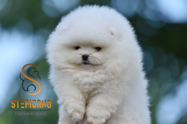 Ogłoszenie - Pomeranian Boo Szczenięta. Zdjęcie 1