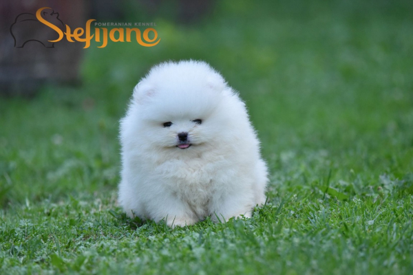 Ogłoszenie - Pomeranian Boo Szczenięta. Zdjęcie 6