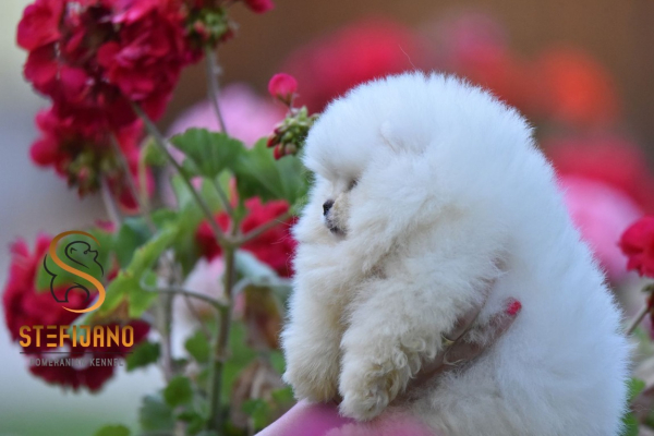 Ogłoszenie - Pomeranian Boo Szczenięta. Zdjęcie 7