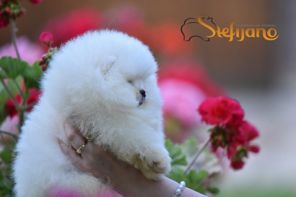 Ogłoszenie - Pomeranian Boo Szczenięta. Zdjęcie 5