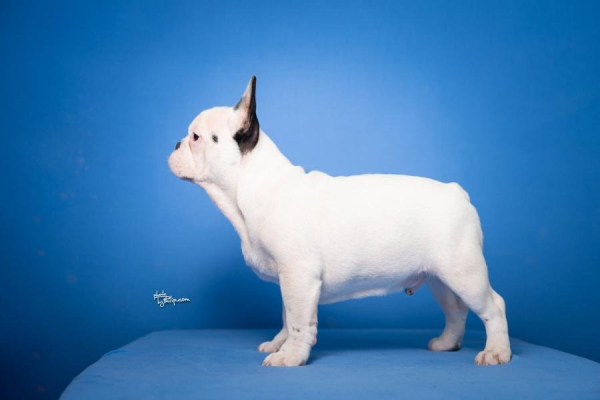 Ogłoszenie - Francuski buldog – piękne szczenięta. Zdjęcie 2