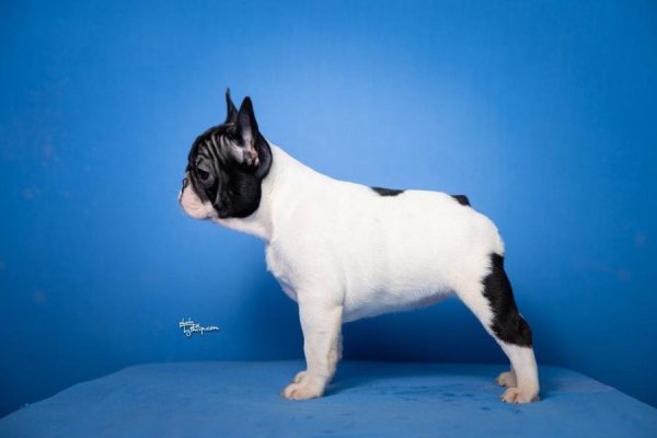 Ogłoszenie - Francuski buldog – piękne szczenięta. Zdjęcie 3