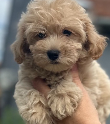 Ogłoszenie - Maltipoo Szczeniaki. Zdjęcie 4