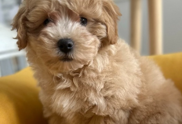 Ogłoszenie - Maltipoo Szczeniaki. Zdjęcie 6
