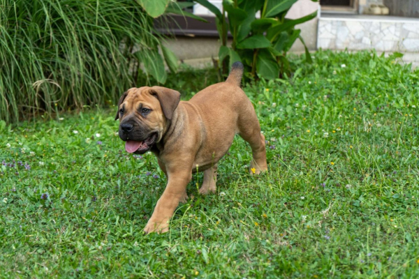 Ogłoszenie - Mastif południowoafrykański – szczenięta Boerboel. Zdjęcie 9