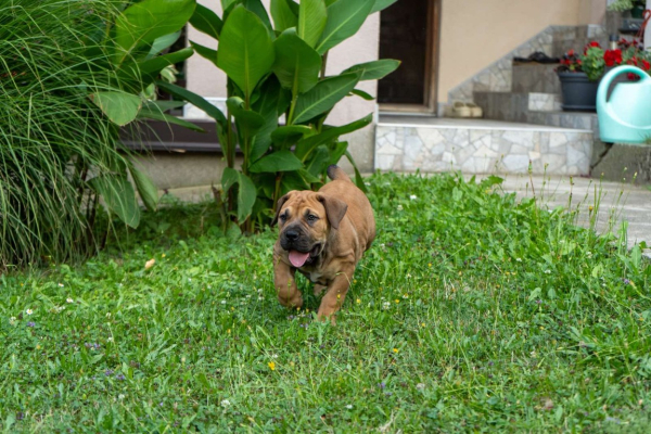 Ogłoszenie - Mastif południowoafrykański – szczenięta Boerboel. Zdjęcie 2