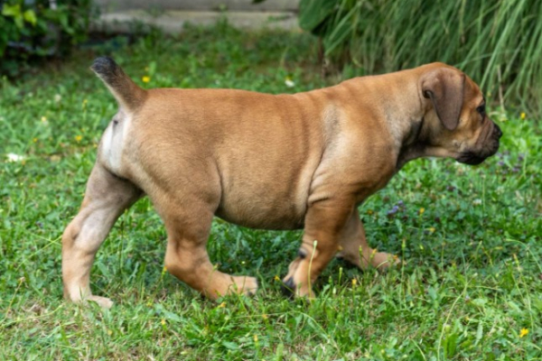 Ogłoszenie - Mastif południowoafrykański – szczenięta Boerboel. Zdjęcie 3