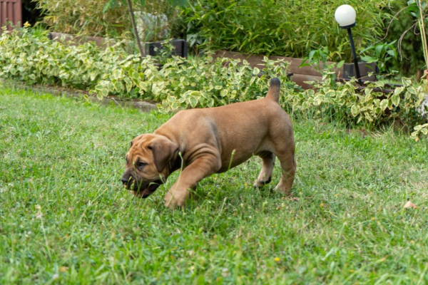 Ogłoszenie - Mastif południowoafrykański – szczenięta Boerboel. Zdjęcie 6