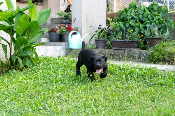 Ogłoszenie - Mastif południowoafrykański – szczenięta Boerboel. Zdjęcie 8