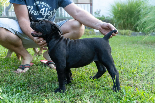 Ogłoszenie - Mastif południowoafrykański – szczenięta Boerboel. Zdjęcie 7