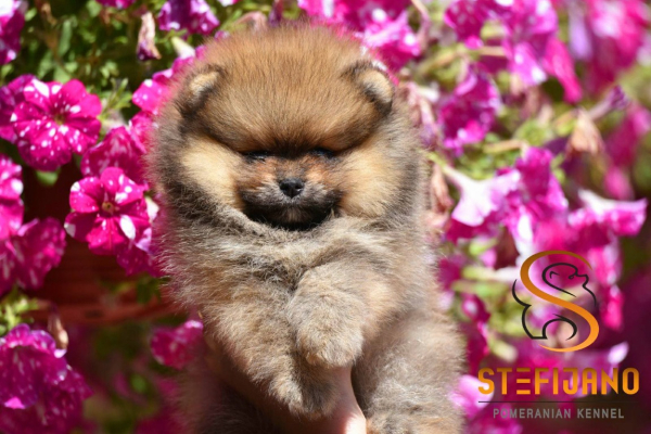 Ogłoszenie - Pomeranian Boo Szczenięta. Zdjęcie 5