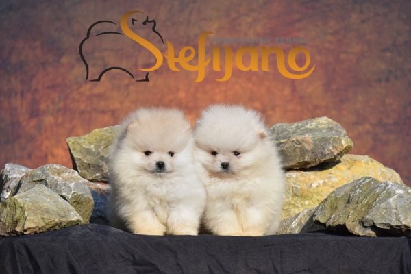 Ogłoszenie - Pomeranian Boo Szczenięta. Zdjęcie 1