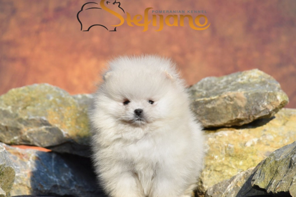 Ogłoszenie - Pomeranian Boo Szczenięta. Zdjęcie 3