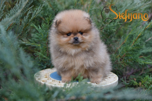 Ogłoszenie - Pomeranian Boo Szczenięta. Zdjęcie 6