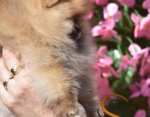 Ogłoszenie - Pomeranian Boo Szczenięta. Zdjęcie 2
