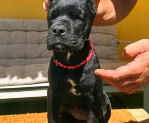 Ogłoszenie - Cane Corso piękne szczenięta. Zdjęcie 9