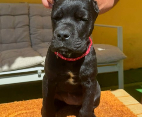 Ogłoszenie - Cane Corso piękne szczenięta. Zdjęcie 3