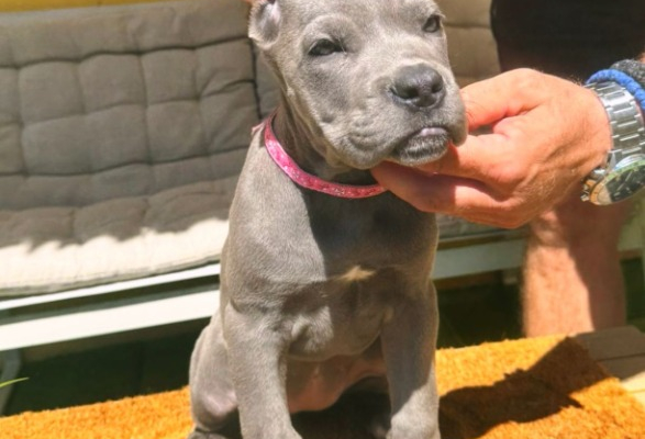 Ogłoszenie - Cane Corso piękne szczenięta. Zdjęcie 5