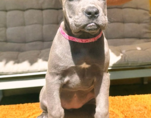 Ogłoszenie - Cane Corso piękne szczenięta. Zdjęcie 4