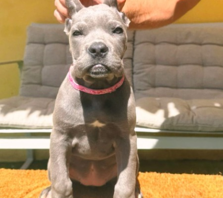 Ogłoszenie - Cane Corso piękne szczenięta. Zdjęcie 2