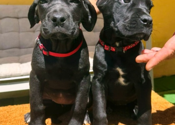 Ogłoszenie - Cane Corso piękne szczenięta. Zdjęcie 6