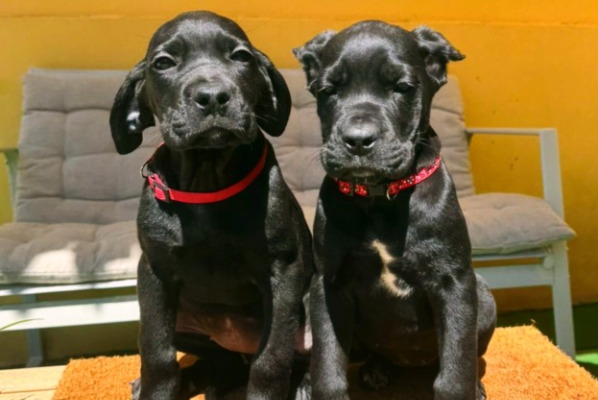 Ogłoszenie - Cane Corso piękne szczenięta. Zdjęcie 7