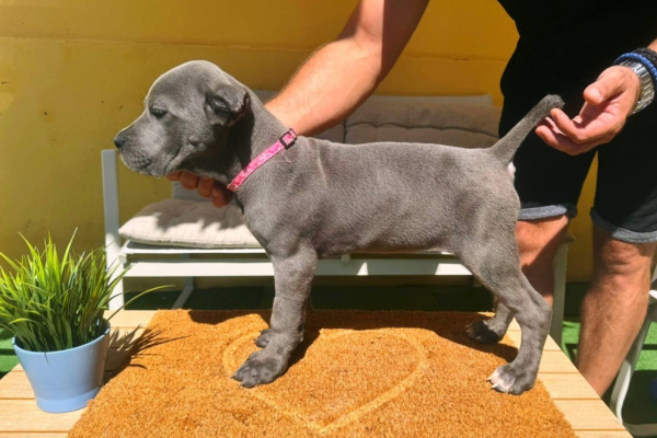 Ogłoszenie - Cane Corso piękne szczenięta. Zdjęcie 10