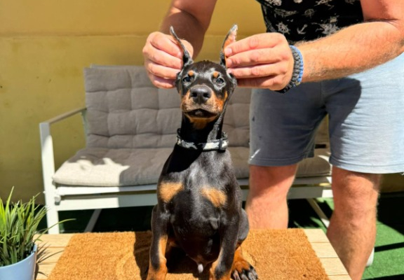 Ogłoszenie - Doberman szczenięta. Zdjęcie 1