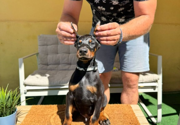 Ogłoszenie - Doberman szczenięta. Zdjęcie 5