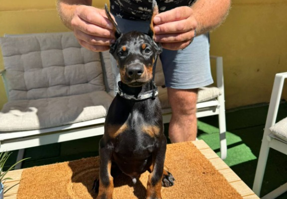 Ogłoszenie - Doberman szczenięta. Zdjęcie 2