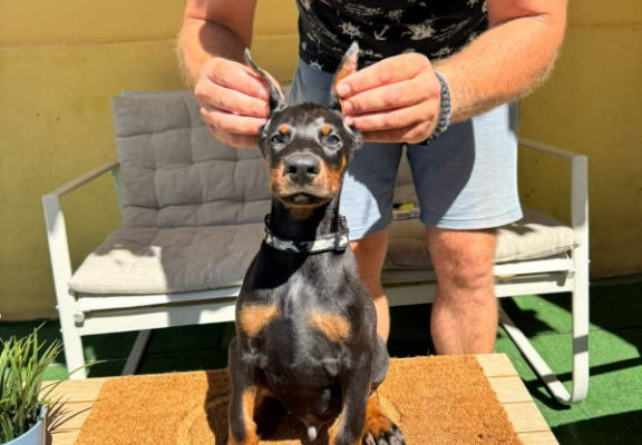 Ogłoszenie - Doberman szczenięta. Zdjęcie 3