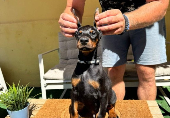 Ogłoszenie - Doberman szczenięta. Zdjęcie 8