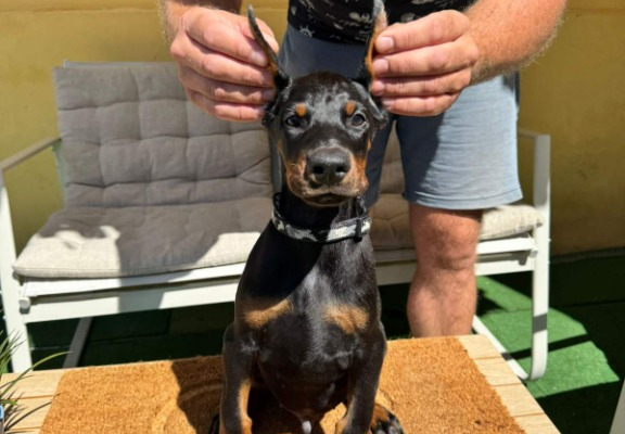 Ogłoszenie - Doberman szczenięta. Zdjęcie 7
