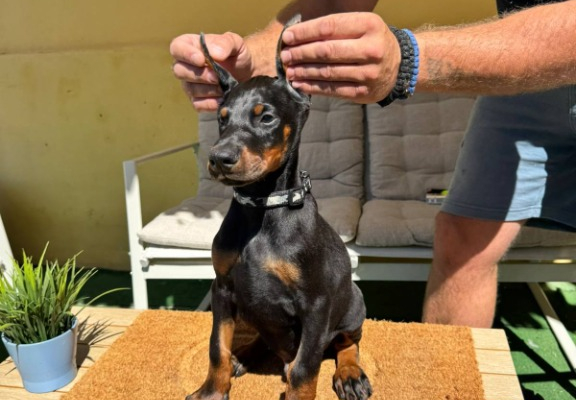 Ogłoszenie - Doberman szczenięta. Zdjęcie 9