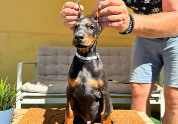 Ogłoszenie - Doberman szczenięta. Zdjęcie 6