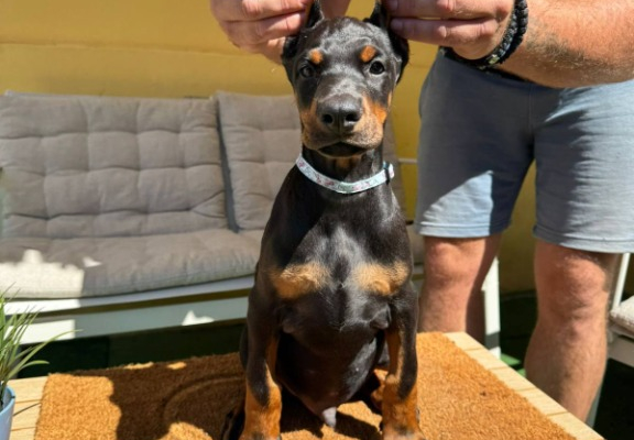 Ogłoszenie - Doberman szczenięta. Zdjęcie 10