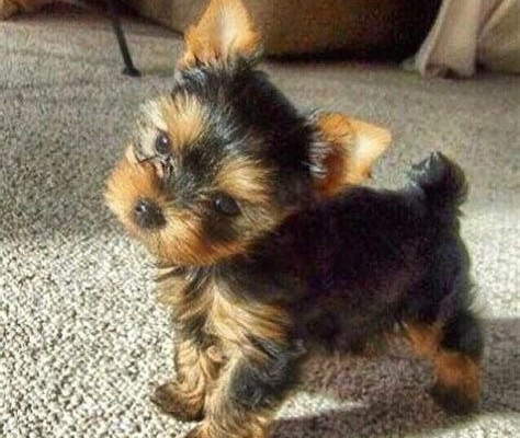 Ogłoszenie - Szczenięta yorkshire terrier do adopcji.. Zdjęcie 1